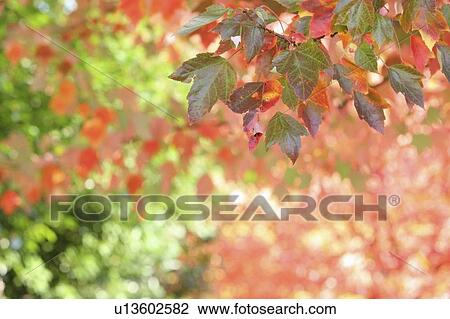 Autumn leaves View Large Photo Image Stock Image - Autumn leaves. Fotosearch