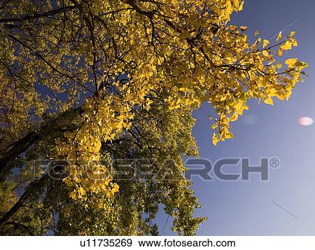 Autumn tree View Large Photo Image Stock Photo - Autumn tree. Fotosearch