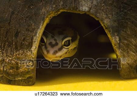 Baby Leopard Gecko In Hiding View Large Photo Image Stock Image - Baby Leopard Gecko In Hiding. Fotosearch