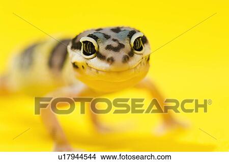 Baby Leopard Gecko View Large Photo Image Picture - Baby Leopard Gecko. Fotosearch