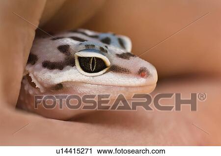 Stock Image - Baby Leopard Gecko. Fotosearch