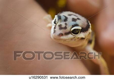 Baby Leopard Gecko View Large Photo Image Stock Image - Baby Leopard Gecko. Fotosearch