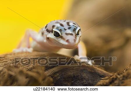 Baby Leopard Gecko View Large Photo Image Stock Image - Baby Leopard Gecko. Fotosearch