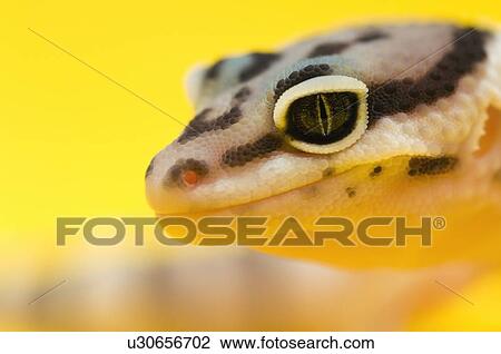 Baby Leopard Gecko View Large Photo Image Stock Image - Baby Leopard Gecko. Fotosearch