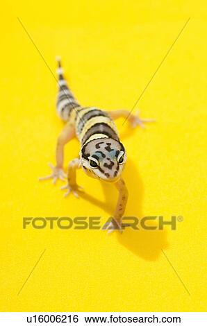 Stock Photograph - Baby Leopard Gecko. Fotosearch