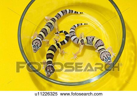 Stock Photography - Baby Leopard Geckos In A Glass Container. Fotosearch