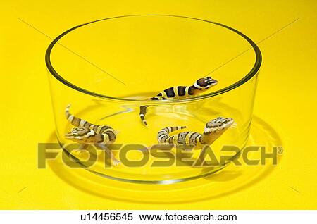 Baby Leopard Geckos In A Glass Container View Large Photo Image Stock Photography - Baby Leopard Geckos In A Glass Container. Fotosearch