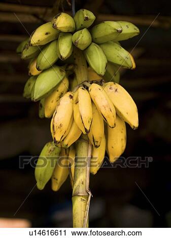 Stock Image - Bananas, Kerala, India . Fotosearch