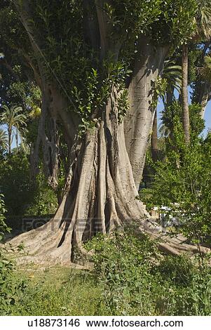 Stock Photograph - Banyan tree. Fotosearch