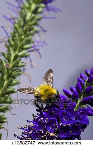 Stock Photo - Bee on purple flowers. Fotosearch