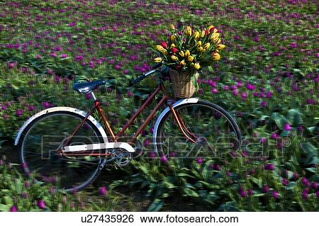 Stock Photograph - Bicycle in a tulip field. Fotosearch