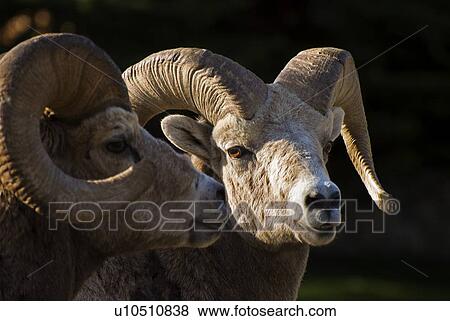 Bighorn sheep, Waterton National Park, Alberta, Canada View Large Photo Image Stock Photo - Bighorn sheep, Waterton National Park, Alberta, Canada. Fotosearch