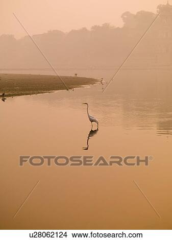 Picture - Bird in a lake. Fotosearch