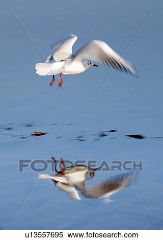 Bird landing View Large Photo Image Stock Photography - Bird landing. Fotosearch