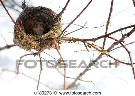 Stock Image - Birds nest. Fotosearch