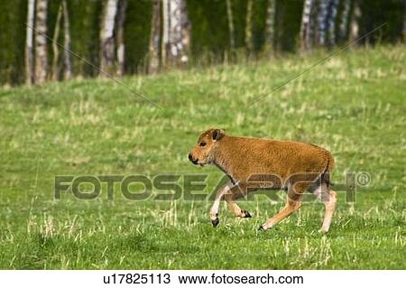 Bison calf in field View Large Photo Image Stock Image - Bison calf in field. Fotosearch
