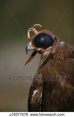 Black Kite bird (Milvus migrans) View Large Photo Image Stock Photo - Black Kite bird (Milvus migrans). Fotosearch