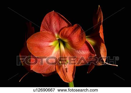 Blooming flower View Large Photo Image Stock Photo - Blooming flower. Fotosearch