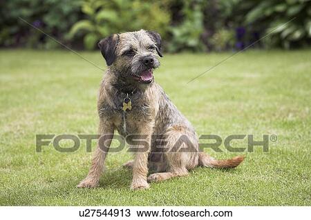 Border Terrier View Large Photo Image Stock Image - Border Terrier. Fotosearch