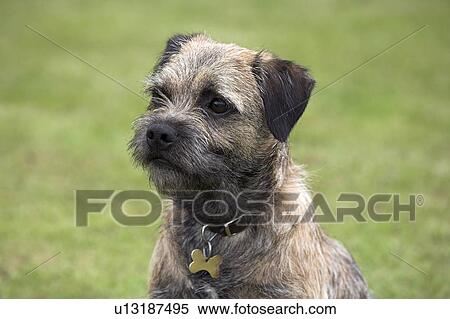 Border Terrier View Large Photo Image Stock Photography - Border Terrier. Fotosearch