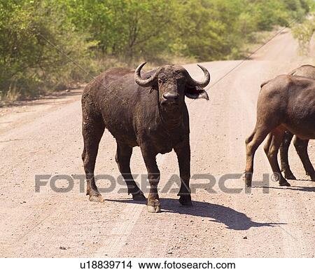 Buffalo on the road View Large Photo Image Picture - Buffalo on the road. Fotosearch