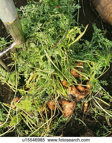 Carrots freshly dug out of garden View Large Photo Image Stock Photography - Carrots freshly dug out of garden. Fotosearch