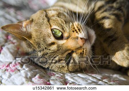 Cat lying down View Large Photo Image Stock Image - Cat lying down. Fotosearch