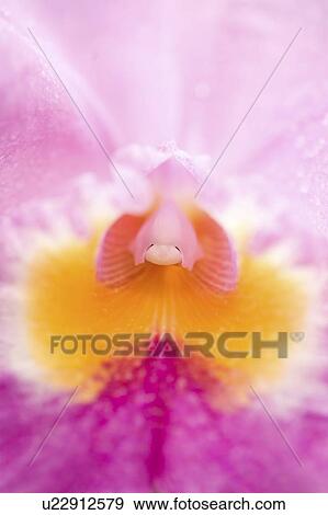Center of a flower View Large Photo Image Stock Photo - Center of a flower. Fotosearch