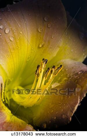 Stock Image - Close up of a flower. Fotosearch