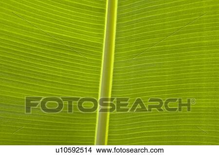 Picture - Close up of banana leaf. Fotosearch