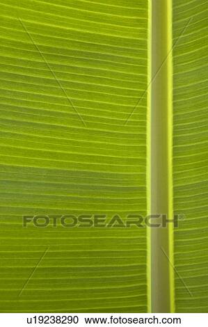 Stock Image - Close up of banana leaf. Fotosearch
