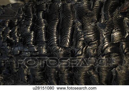 Stock Image - Close-up of charred wood. Fotosearch