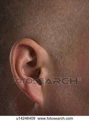 Close up of ear View Large Photo Image Stock Photo - Close up of ear. Fotosearch