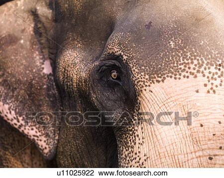 Close up of elephant View Large Photo Image Stock Image - Close up of elephant. Fotosearch