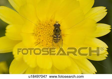 Close-up of hoverfly on flower View Large Photo Image Stock Photo - Close-up of hoverfly on flower. Fotosearch