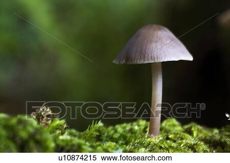 Close-up of mushroom View Large Photo Image Stock Photography - Close-up of mushroom. Fotosearch