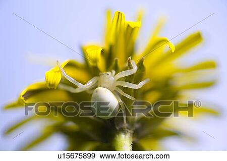 Close up of spider on dandelion View Large Photo Image Stock Photo - Close up of spider on dandelion. Fotosearch