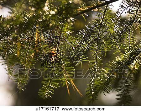 Closeup of a evergreen branch View Large Photo Image Stock Photo - Closeup of a evergreen branch. Fotosearch