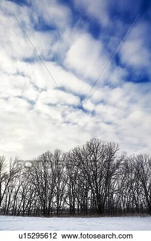 Clouds over the trees View Large Photo Image Stock Image - Clouds over the trees. Fotosearch