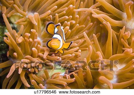 Stock Photograph - Clown fish on a sea anemone. Fotosearch