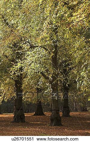 Clumber Park, Sherwood, Nottingham, England View Large Photo Image Stock Image - Clumber Park, Sherwood, Nottingham, England. Fotosearch