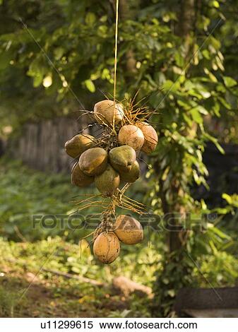 Coconuts, Kerala, India View Large Photo Image Stock Photography - Coconuts, Kerala, India. Fotosearch