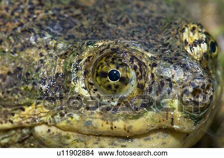 Common snapping turtle (Chelydra serpentina) View Large Photo Image Picture - Common snapping turtle (Chelydra serpentina). Fotosearch