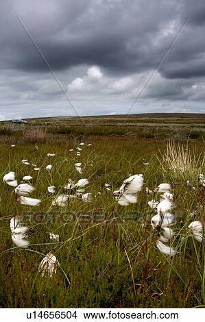 Cottongrass In The Wind View Large Photo Image Picture - Cottongrass In The Wind. Fotosearch