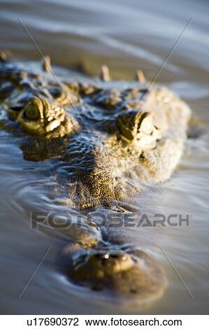 Crocodile in water View Large Photo Image Stock Image - Crocodile in water. Fotosearch