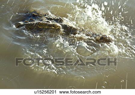 Stock Image - Crocodile splashing in water. Fotosearch