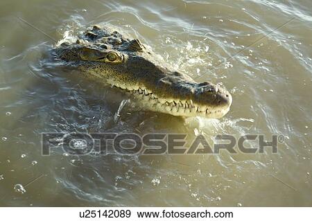 Stock Photo - Crocodile splashing in water. Fotosearch