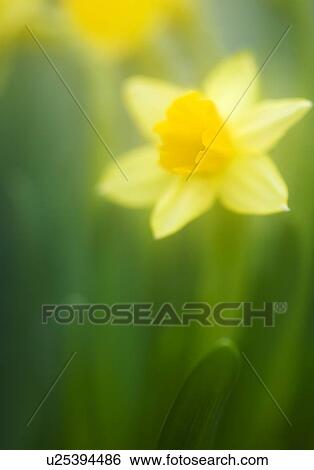 Daffodil View Large Photo Image Stock Photograph - Daffodil. Fotosearch