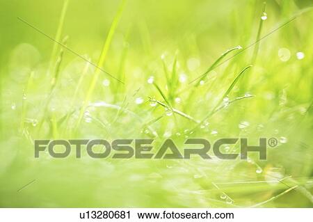 Stock Image - Dew on grass. Fotosearch