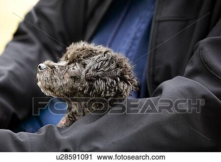 Dog in a person's arms View Large Photo Image Stock Image - Dog in a person's arms. Fotosearch
